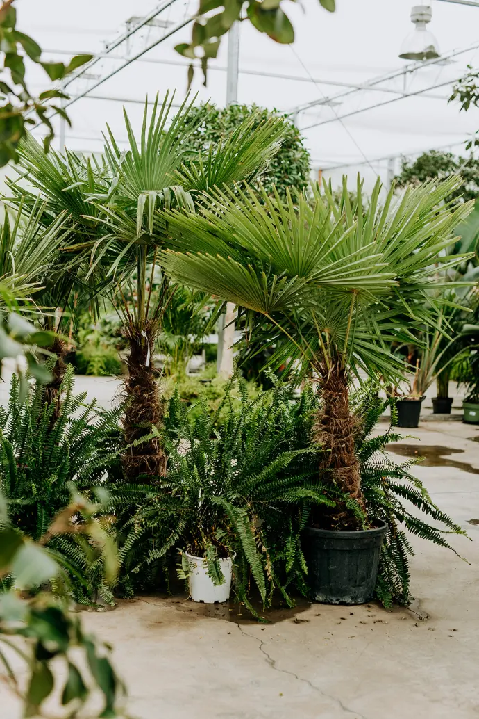 palmiers pour terrasse