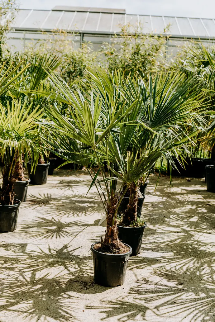 palmier pour jardin belgique