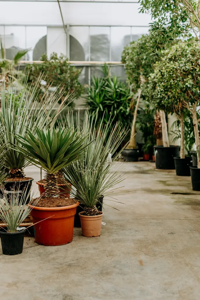 jardinerie cactus