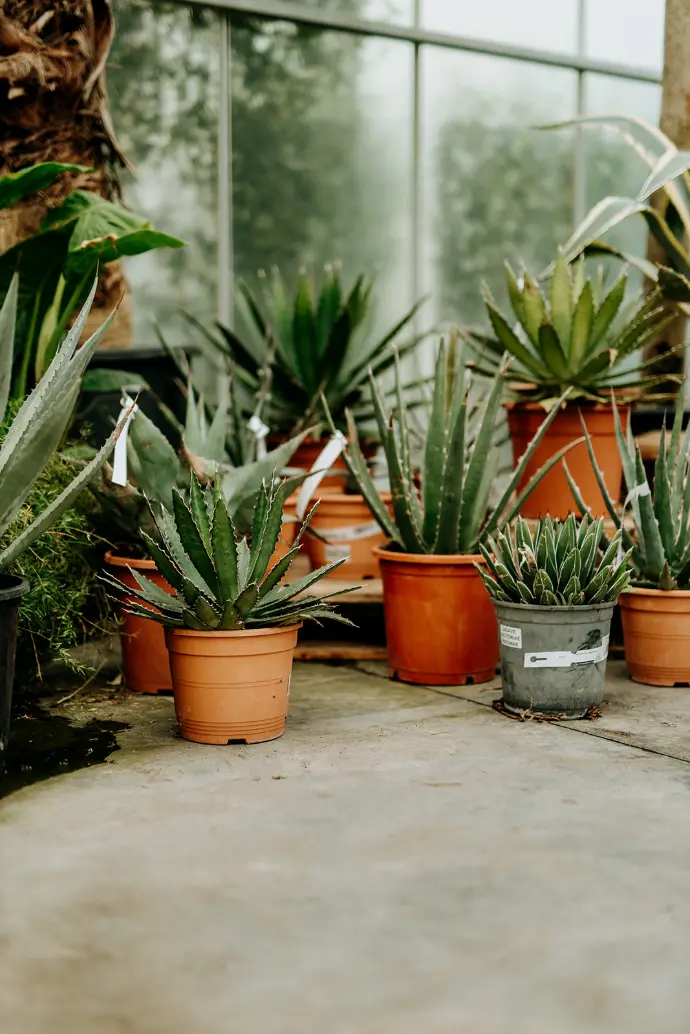 agave pour jardin