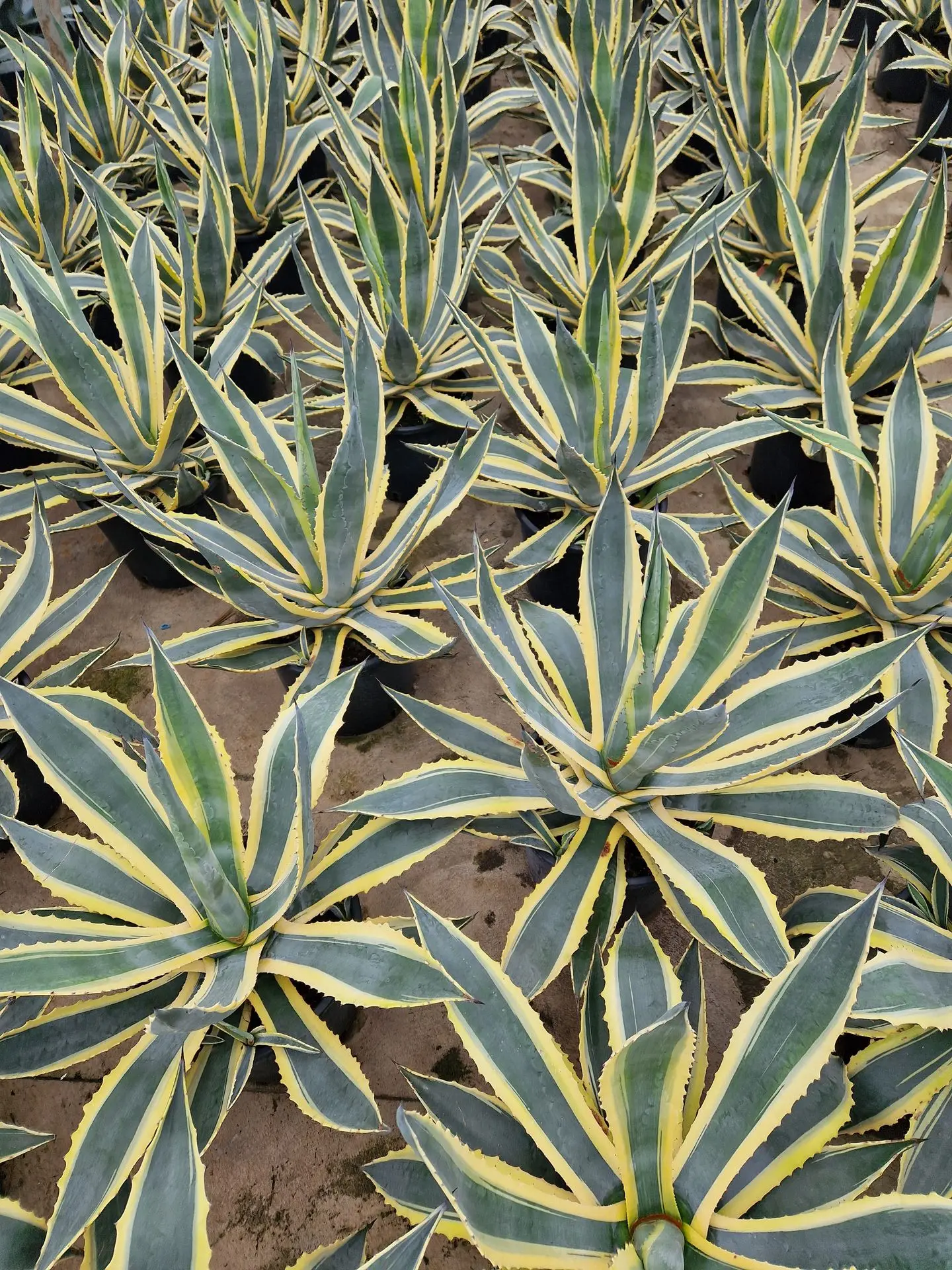 agaves achat