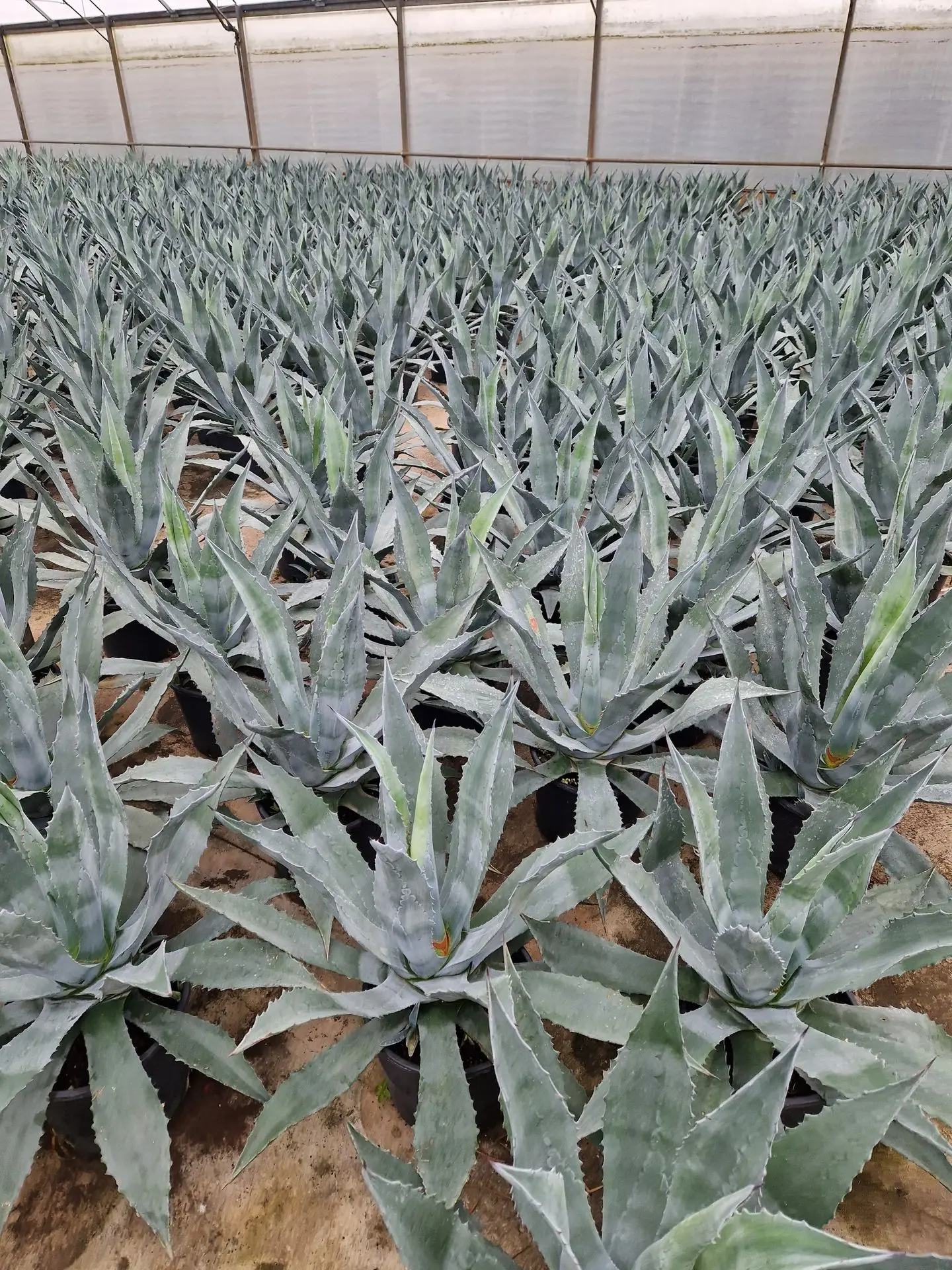 agave vente