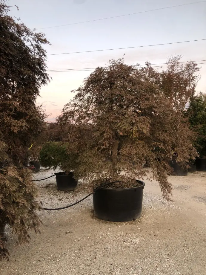 acer palmatum 