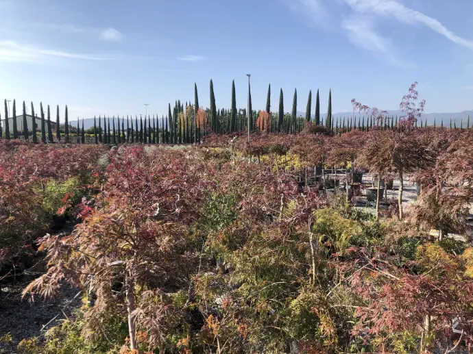 acer palmatum