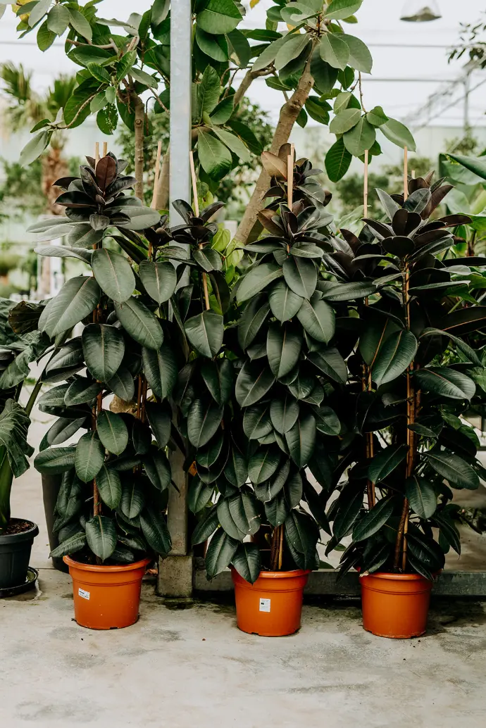 jardinerie ficus