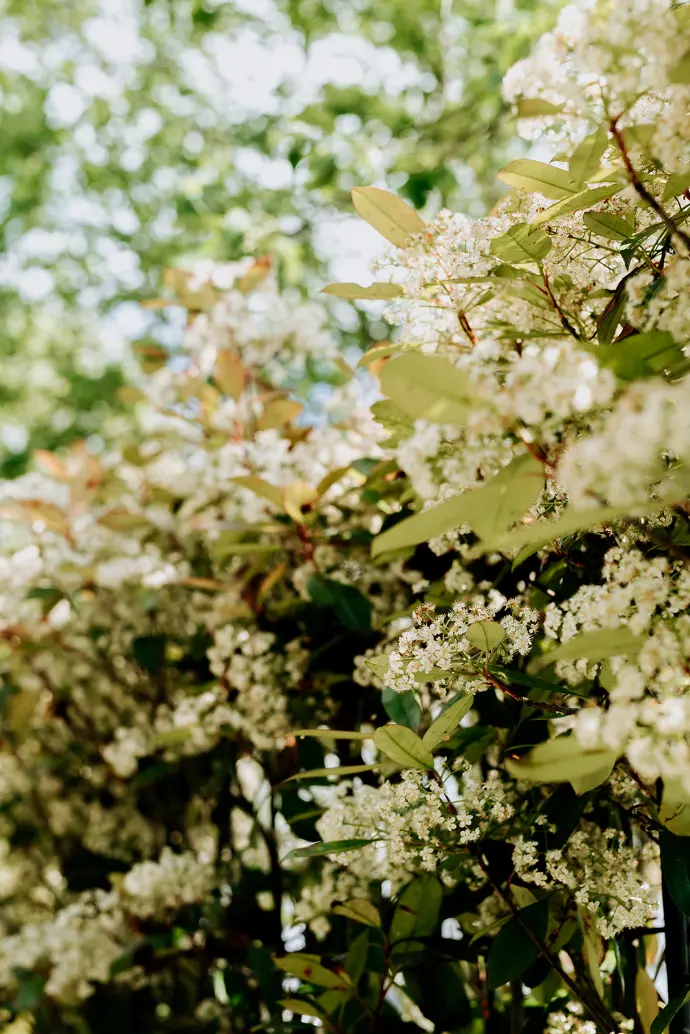 photinia haie